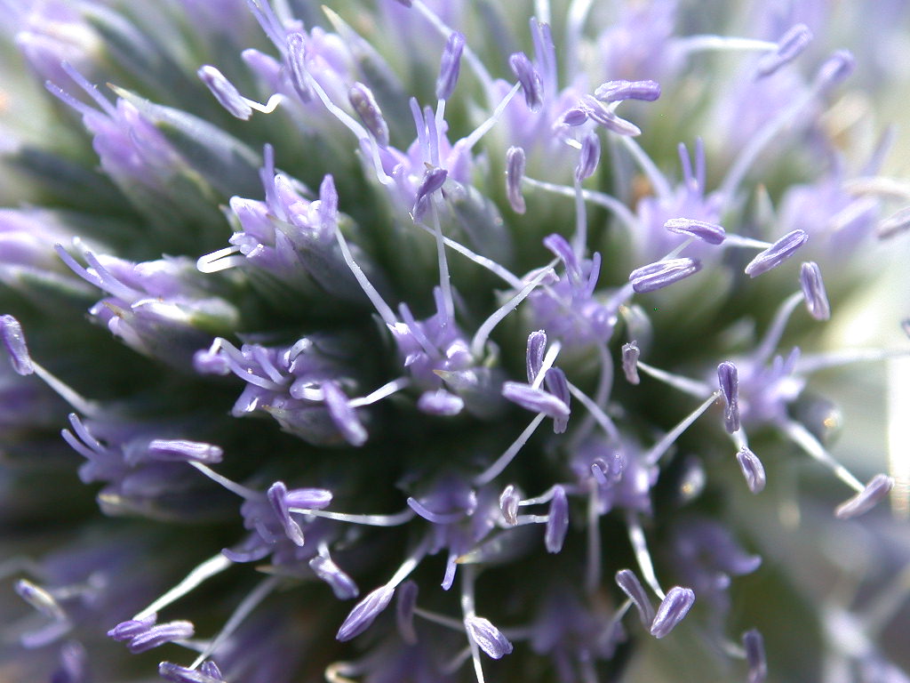 Specie dell''Abruzzo